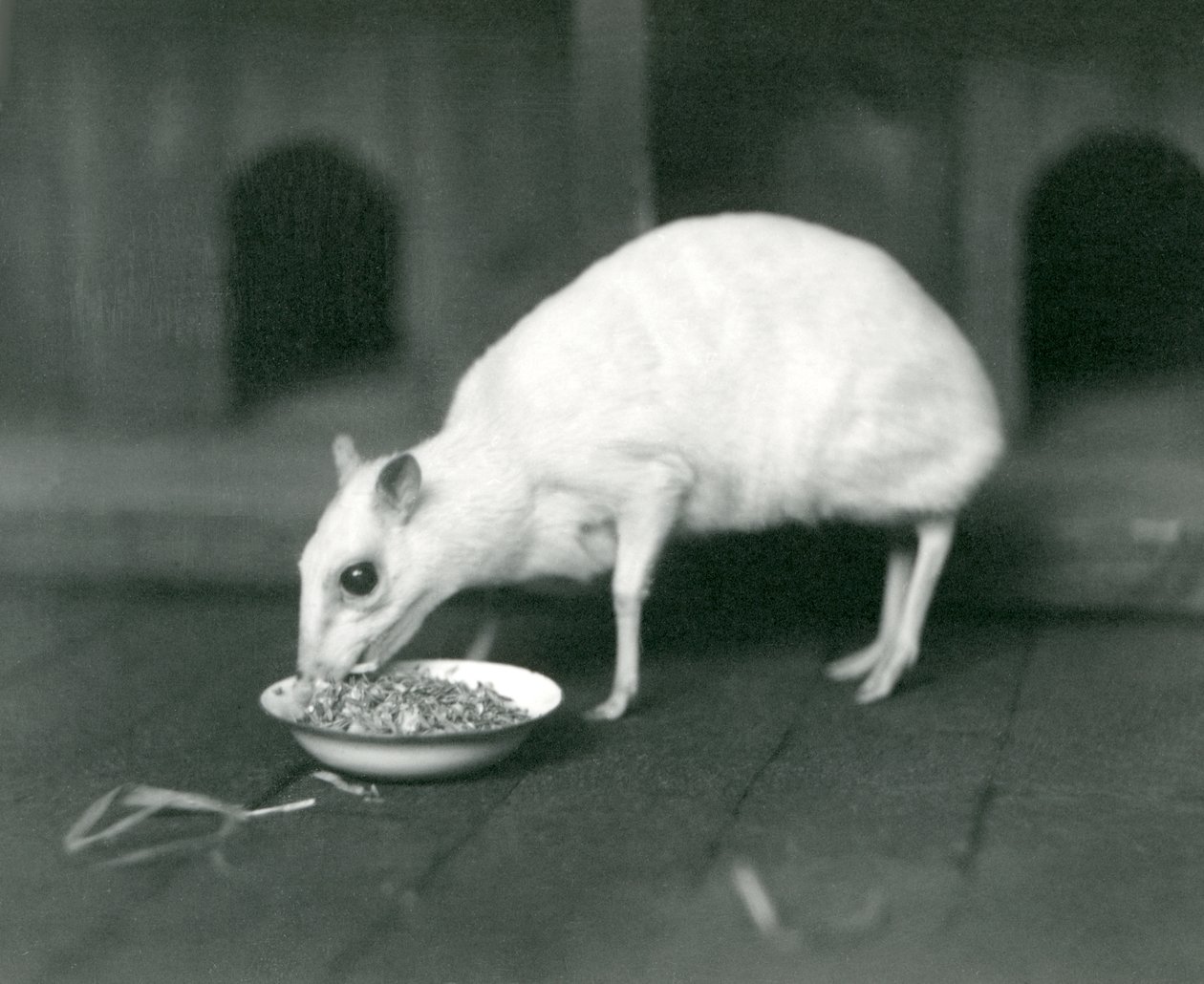 Egy albínó jávai Chevrotain jávai egérszarvas evett egy tálból a londoni állatkertben 1926-ban alkotó: Frederick William Bond
