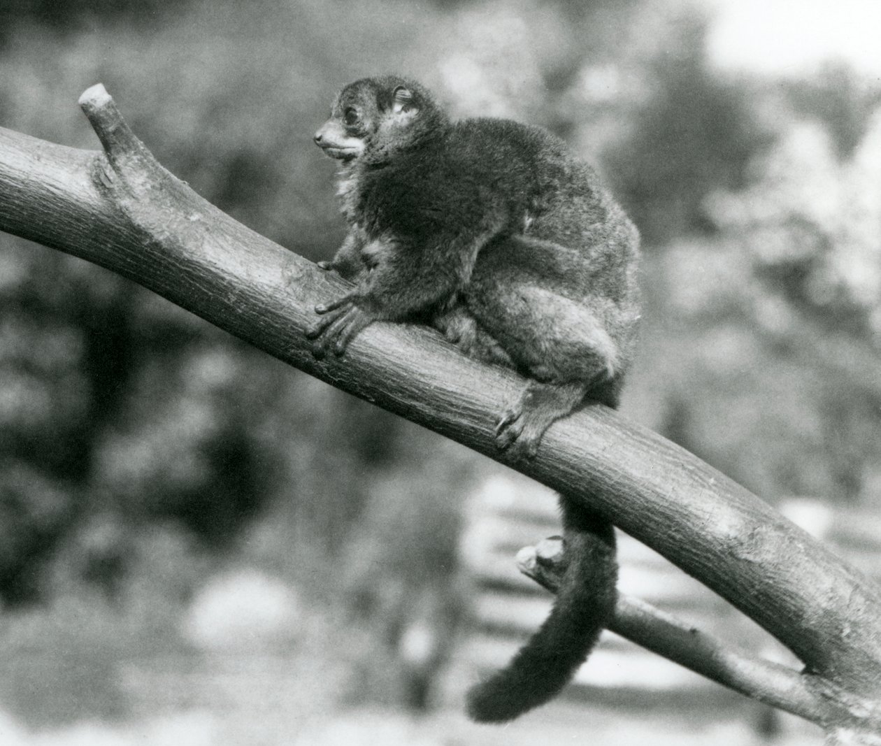 Egy veszélyeztetett Coquerel óriás egérmaki/Coquerel törpe maki/Déli óriás egérmaki, egy ágon pihen a Londoni Állatkertben, 1929. október (f/w fotó) alkotó: Frederick William Bond