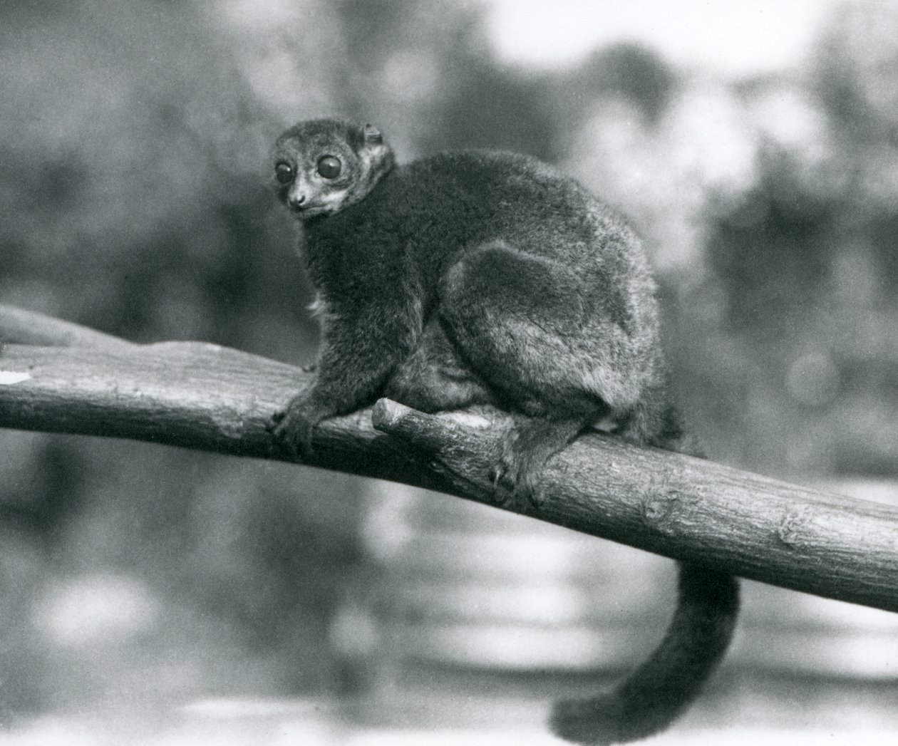 Egy veszélyeztetett Coquerel óriás egérmaki/Coquerel törpe maki/Déli óriás egérmaki, egy ágon pihen a Londoni Állatkertben, 1929. október (f/w fotó) alkotó: Frederick William Bond