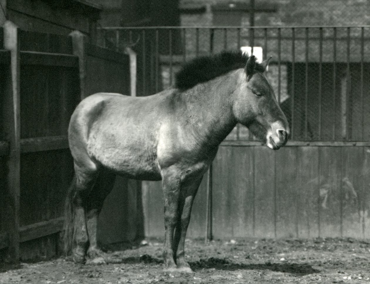 Egy veszélyeztetett Przewalskis vadló a londoni állatkert karámjában állt 1927-ben alkotó: Frederick William Bond