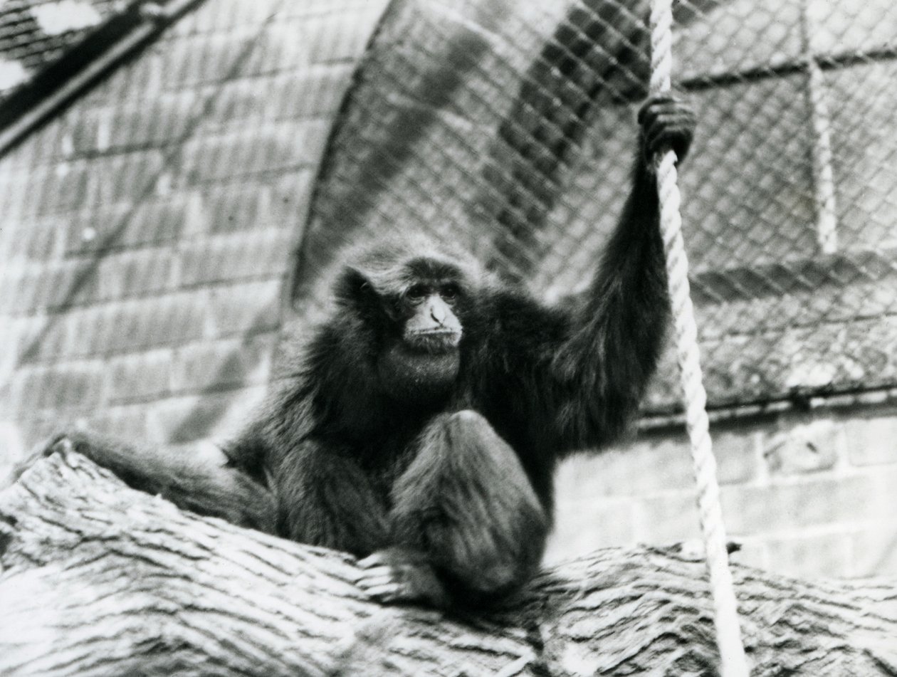 Egy veszélyeztetett sziamangi gibbon rönkön ülve, kötéllel, Londoni Állatkert, 1927 alkotó: Frederick William Bond