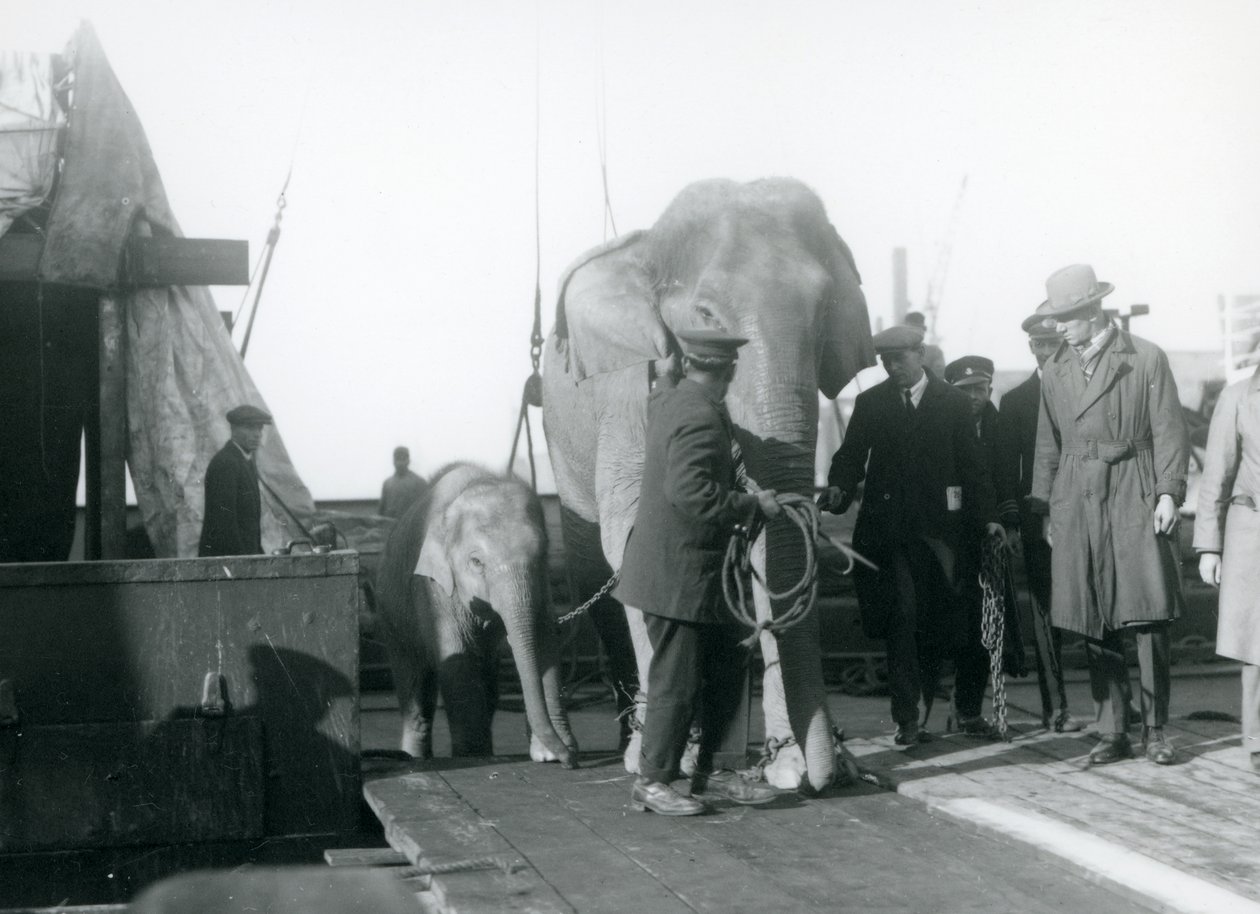 Ázsiai elefántok szálltak le egy csónakról a londoni állatkert felé vezető úton 1927-ben alkotó: Frederick William Bond