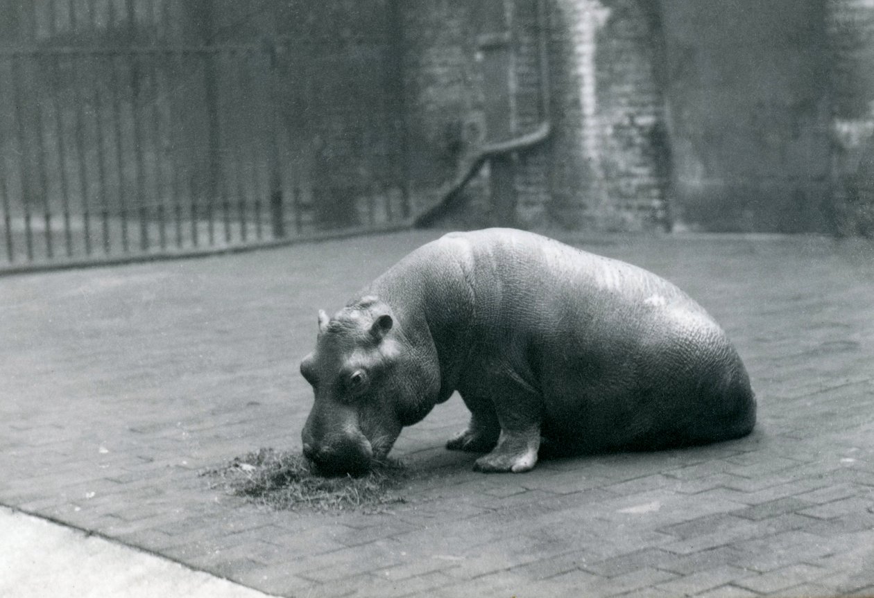„Joan” víziló a londoni állatkertben evett, 1920. szeptember alkotó: Frederick William Bond