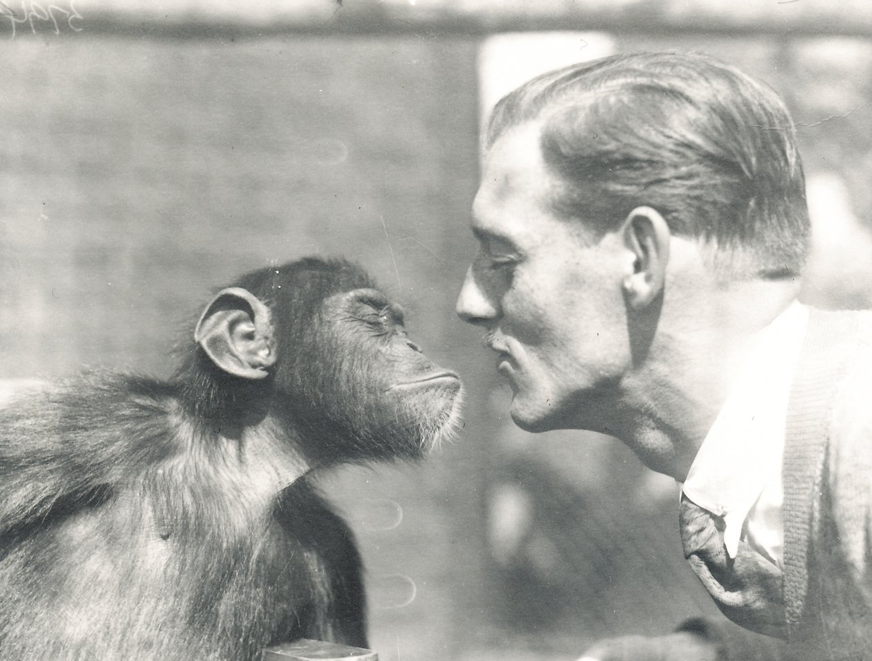 Booboo, a csimpánz és John Shelly a ZSL Londoni Állatkertben, 1927. szeptember alkotó: Frederick William Bond