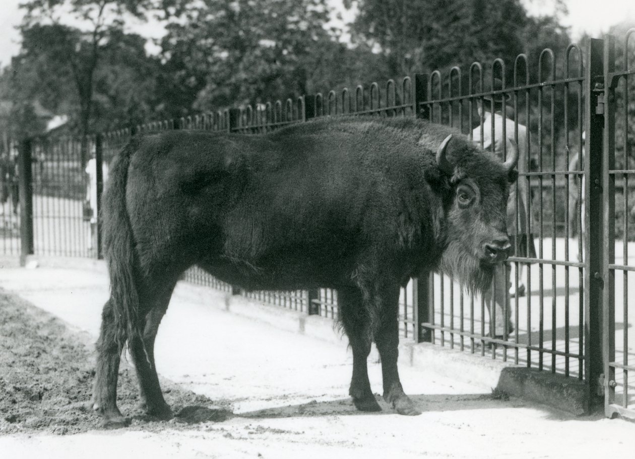 „Georgina” európai bölény karámja, a londoni állatkert bárjaiban alkotó: Frederick William Bond