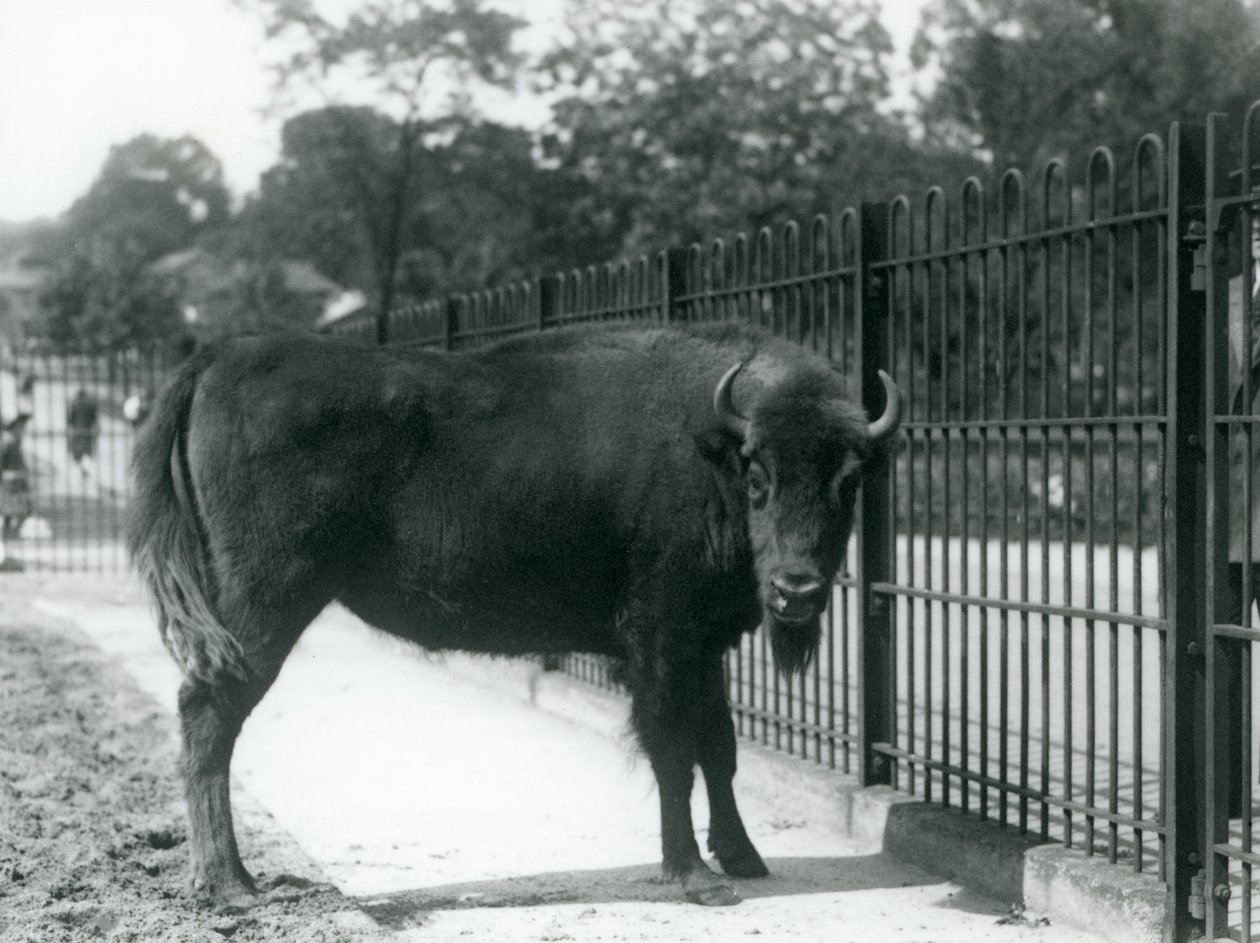 Georgina európai bölény karámjának rácsaiban, a londoni állatkertben, 1926. augusztus 12. alkotó: Frederick William Bond