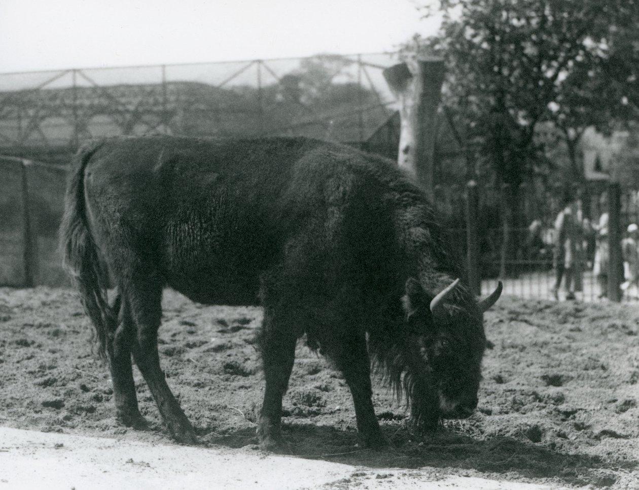 Julia európai bölény füvet eszik karámjában, a londoni állatkertben, 1926. augusztus 12. alkotó: Frederick William Bond