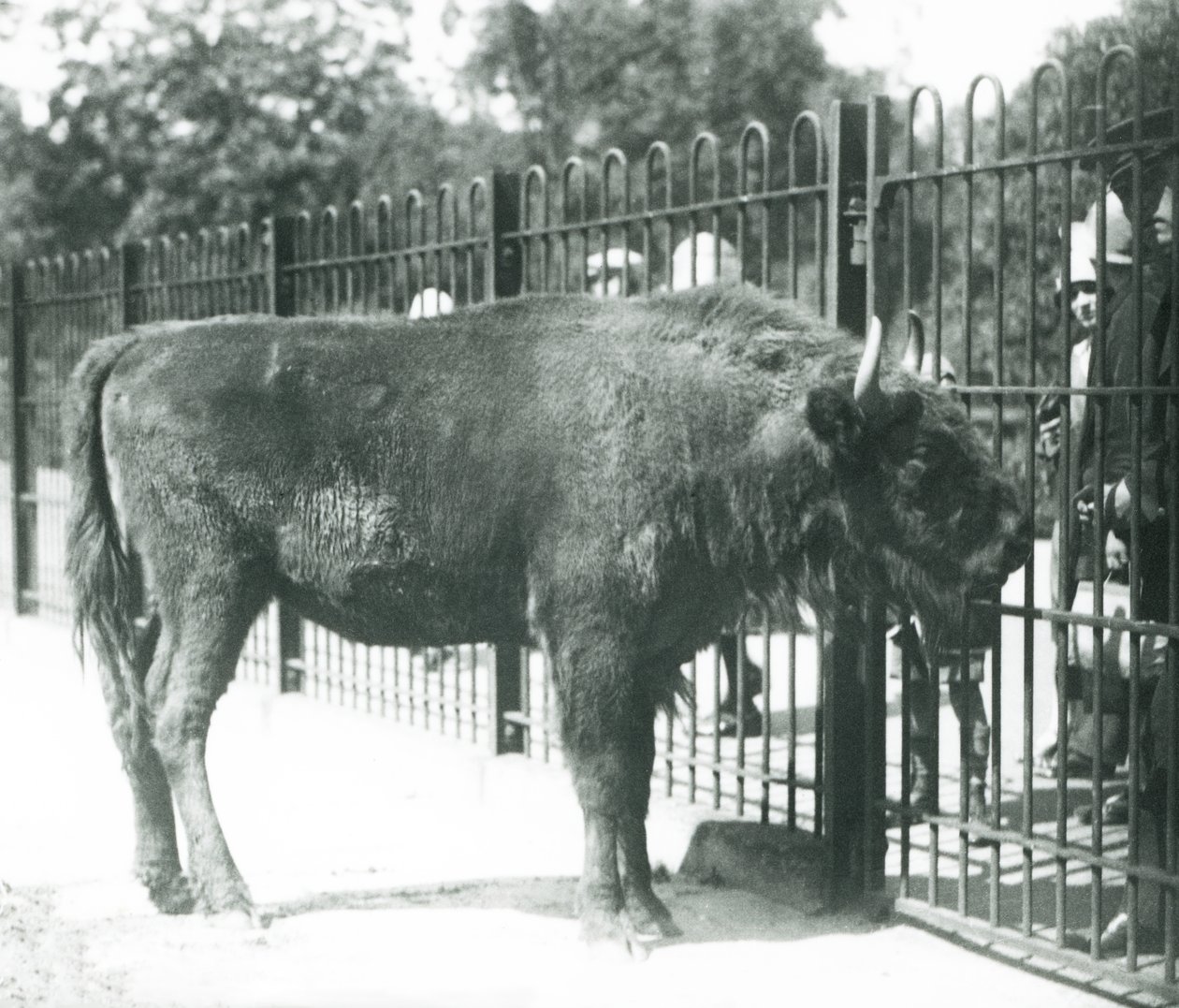 Európai bölény „Julia” látogatókkal találkozik karámja, a londoni állatkert bárjaiban alkotó: Frederick William Bond