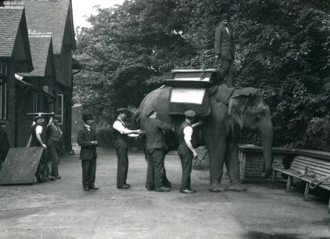 Indiarani nőstény ázsiai elefántot nyerget szerelnek az állattartók az elefántház északi oldalán. Londoni Állatkert, 1920. augusztus alkotó: Frederick William Bond