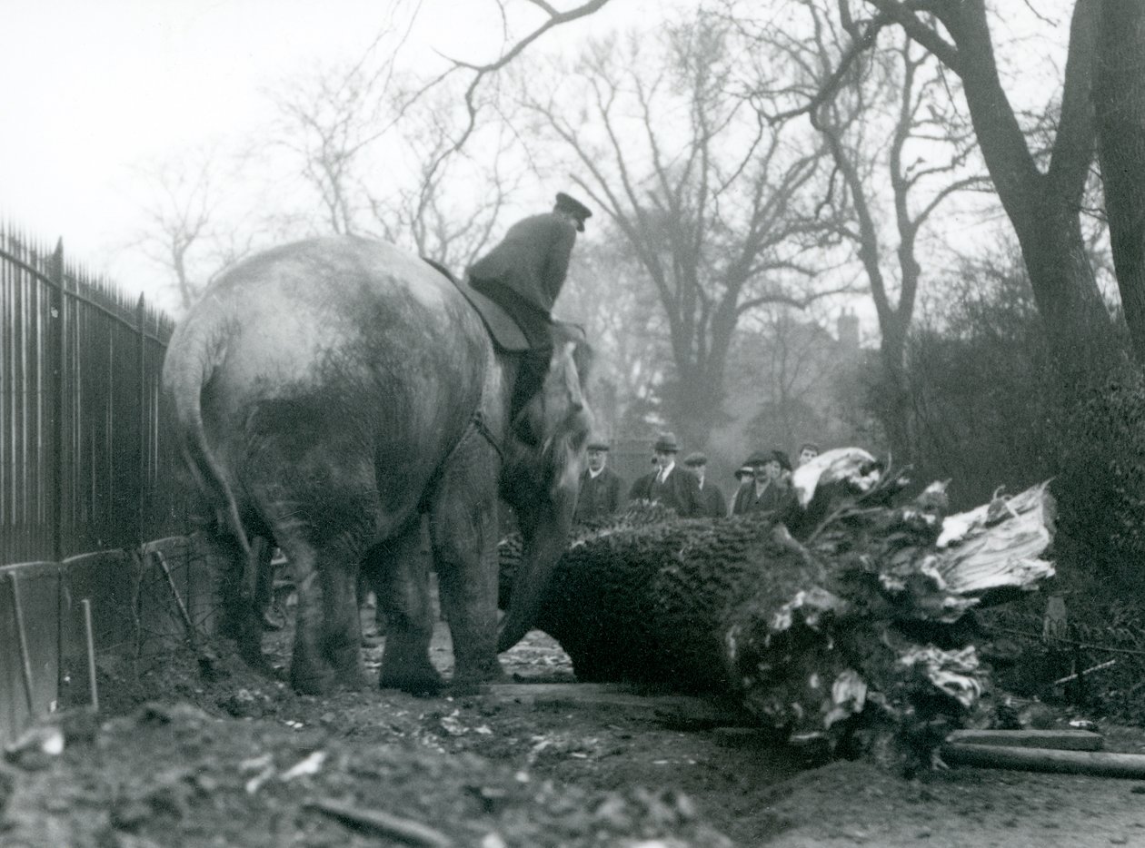Nőstény ázsiai elefánt, indirani, faanyagot mozgat a törzsével, miközben gondozója a hátán ül, és irányítja őt, Londoni Állatkert, 1925 alkotó: Frederick William Bond