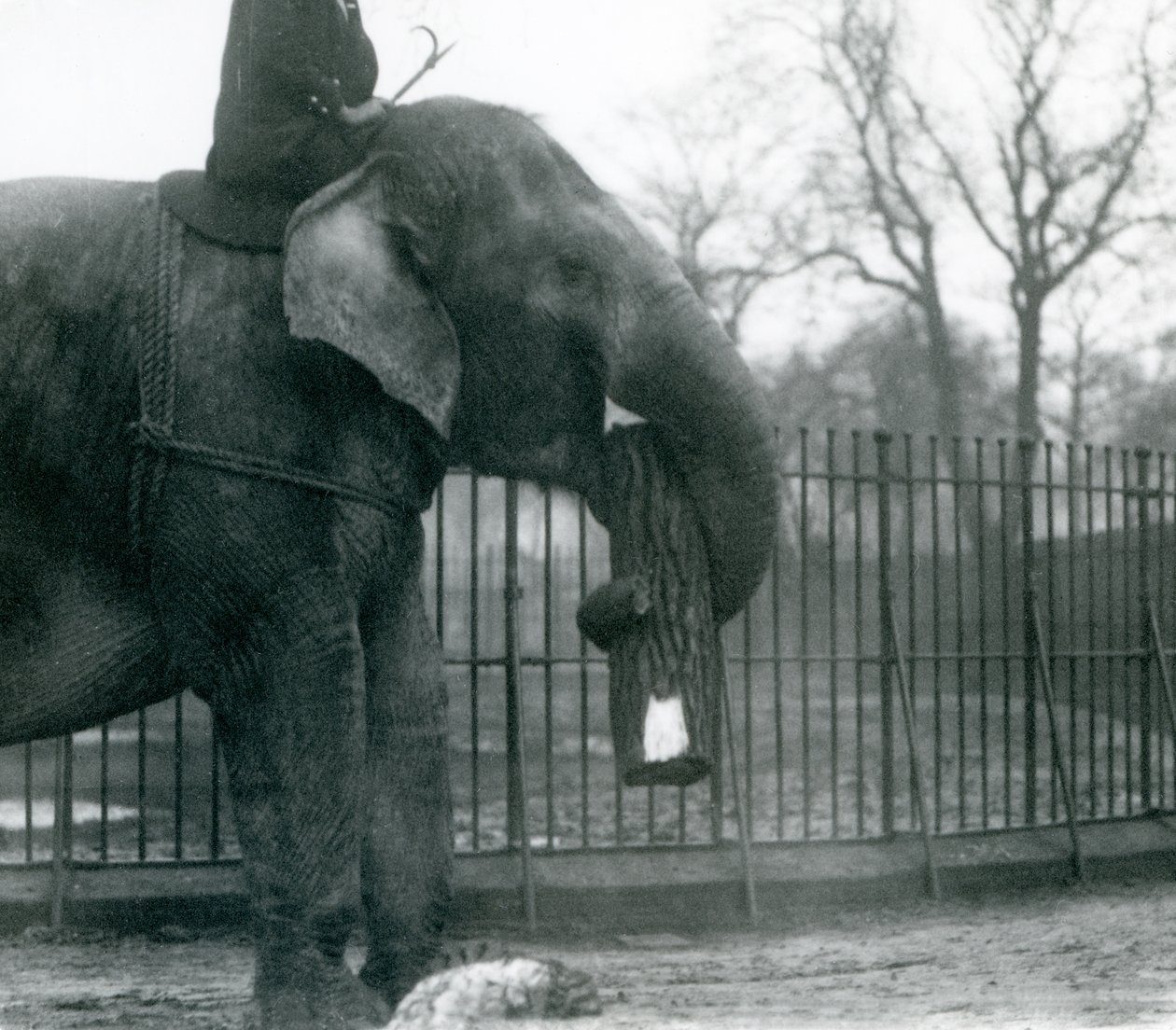 Nőstény ázsiai elefánt, indirani, faanyagot mozgat a törzsével, miközben gondozója a hátán ül, és irányítja őt, Londoni Állatkert, 1925 alkotó: Frederick William Bond