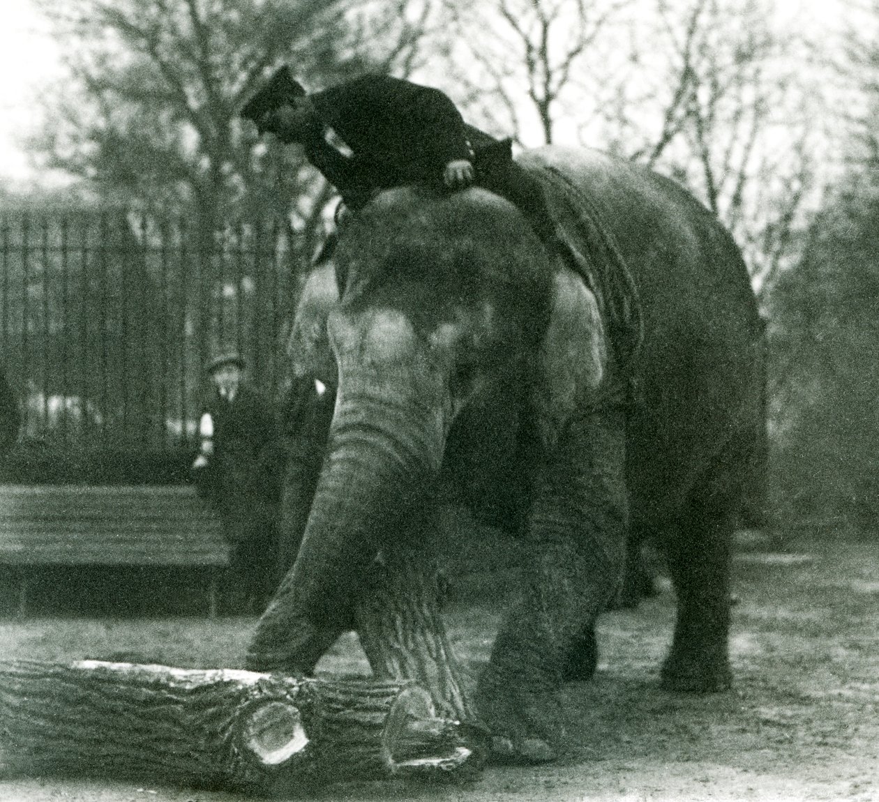 Nőstény ázsiai elefánt, indirani, faanyagot mozgat a törzsével, miközben gondozója a hátán ül, és irányítja őt, Londoni Állatkert, 1925 alkotó: Frederick William Bond