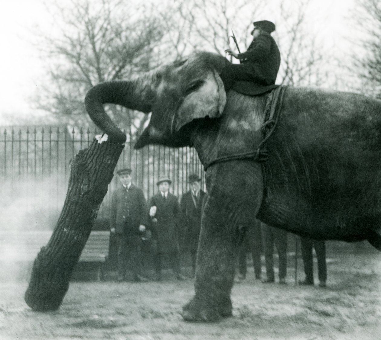 Nőstény ázsiai elefánt, indirani, faanyagot mozgat a törzsével, miközben gondozója a hátán ül, és irányítja őt, Londoni Állatkert, 1925 alkotó: Frederick William Bond