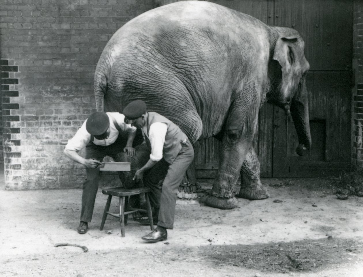 A nőstény ázsiai elefánt, Sundermalah, akinek a lábát nyíratták meg az állattartói a londoni állatkertben, 1926. augusztus alkotó: Frederick William Bond
