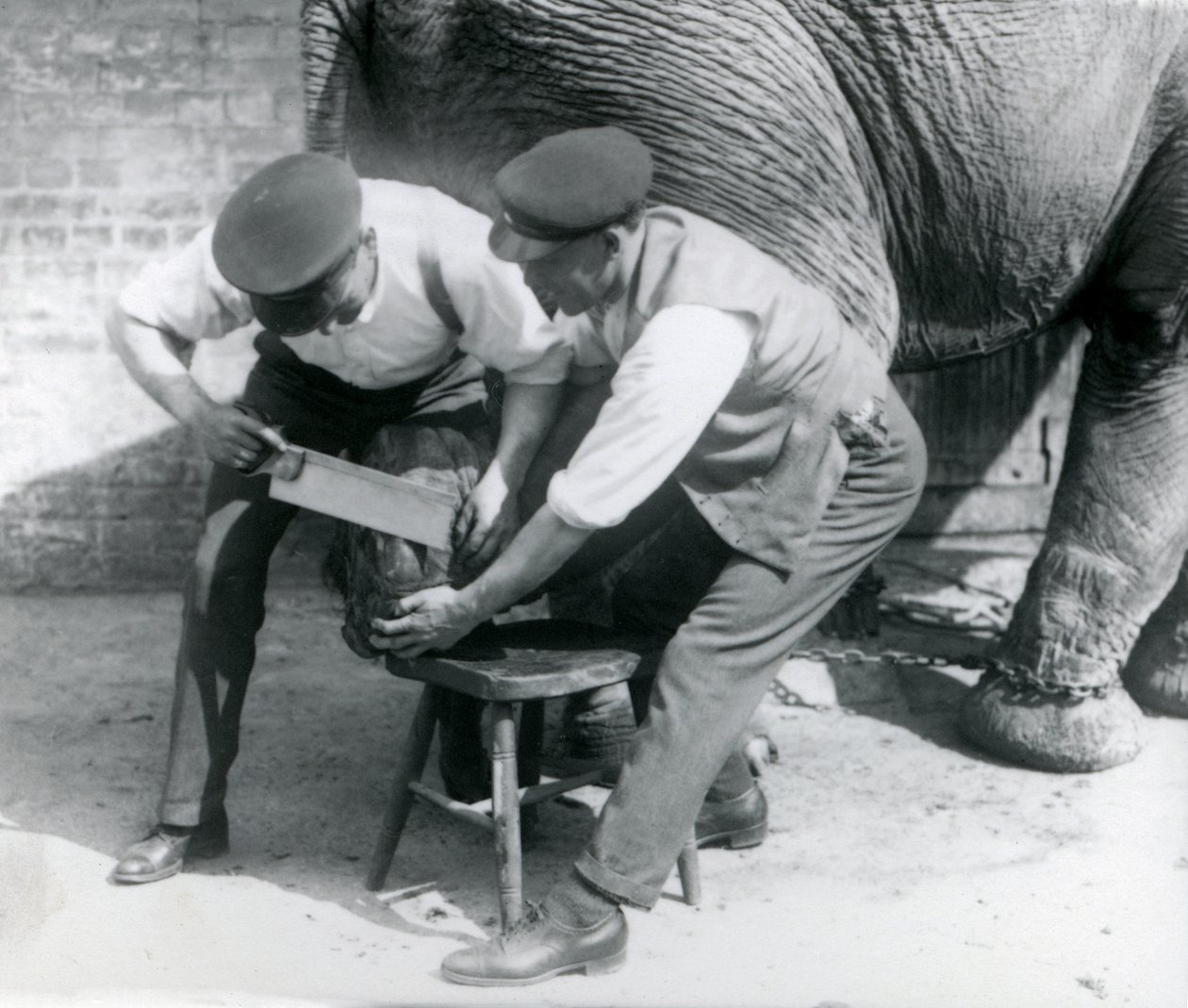 A nőstény ázsiai elefánt, Sundermalah, akinek a lábát nyíratták meg az állattartói a londoni állatkertben, 1926. augusztus alkotó: Frederick William Bond