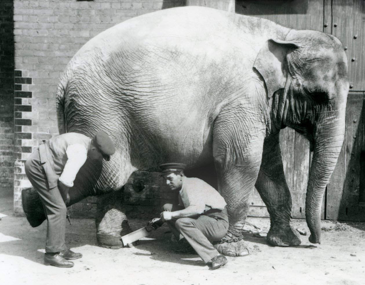 A nőstény ázsiai elefánt, Sundermalah, akinek a lábát nyíratták meg az állattartói a londoni állatkertben, 1926. augusztus alkotó: Frederick William Bond