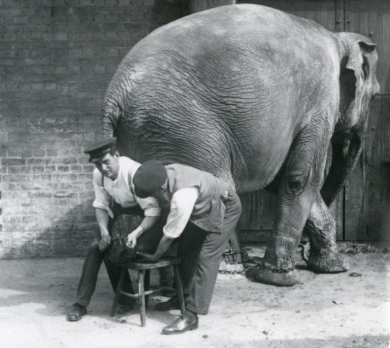 Nőstény ázsiai elefánt, akinek a lábát nyíratták meg az állattartói a londoni állatkertben, 1926. augusztus alkotó: Frederick William Bond