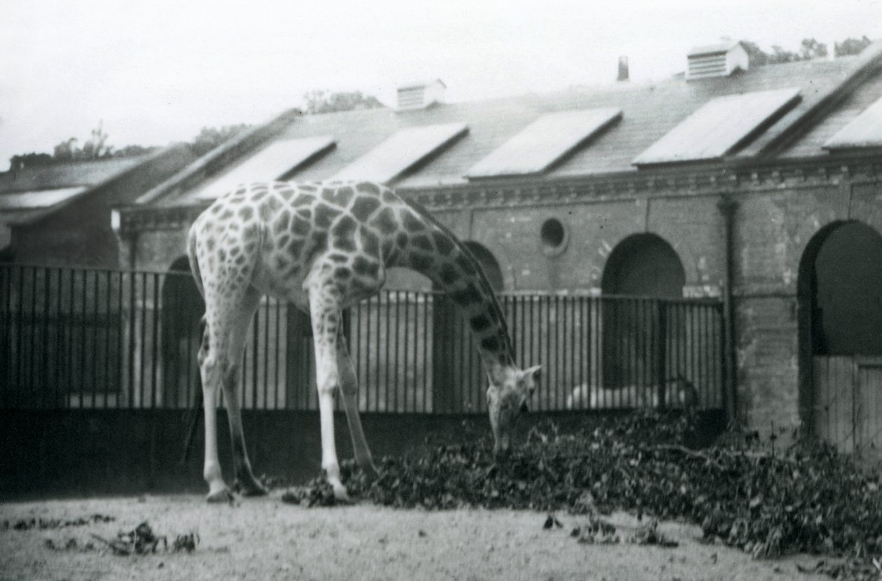 Nőstény zsiráf, „Maud”, lenyúlva leveleket egyen a londoni állatkert Zsiráfháza előtti karámban, 1927. július (f/w fotó) alkotó: Frederick William Bond