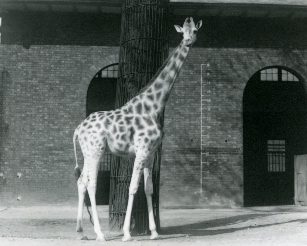 Nőstény zsiráf, „Maud”, egy fa előtt áll, a londoni állatkert Zsiráfháza előtti karámban alkotó: Frederick William Bond