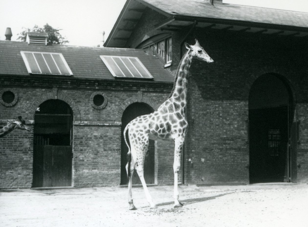 Nőstény zsiráf, Maud, a karámban áll a Zsiráfház előtt, London Állatkertben, 1925. július alkotó: Frederick William Bond