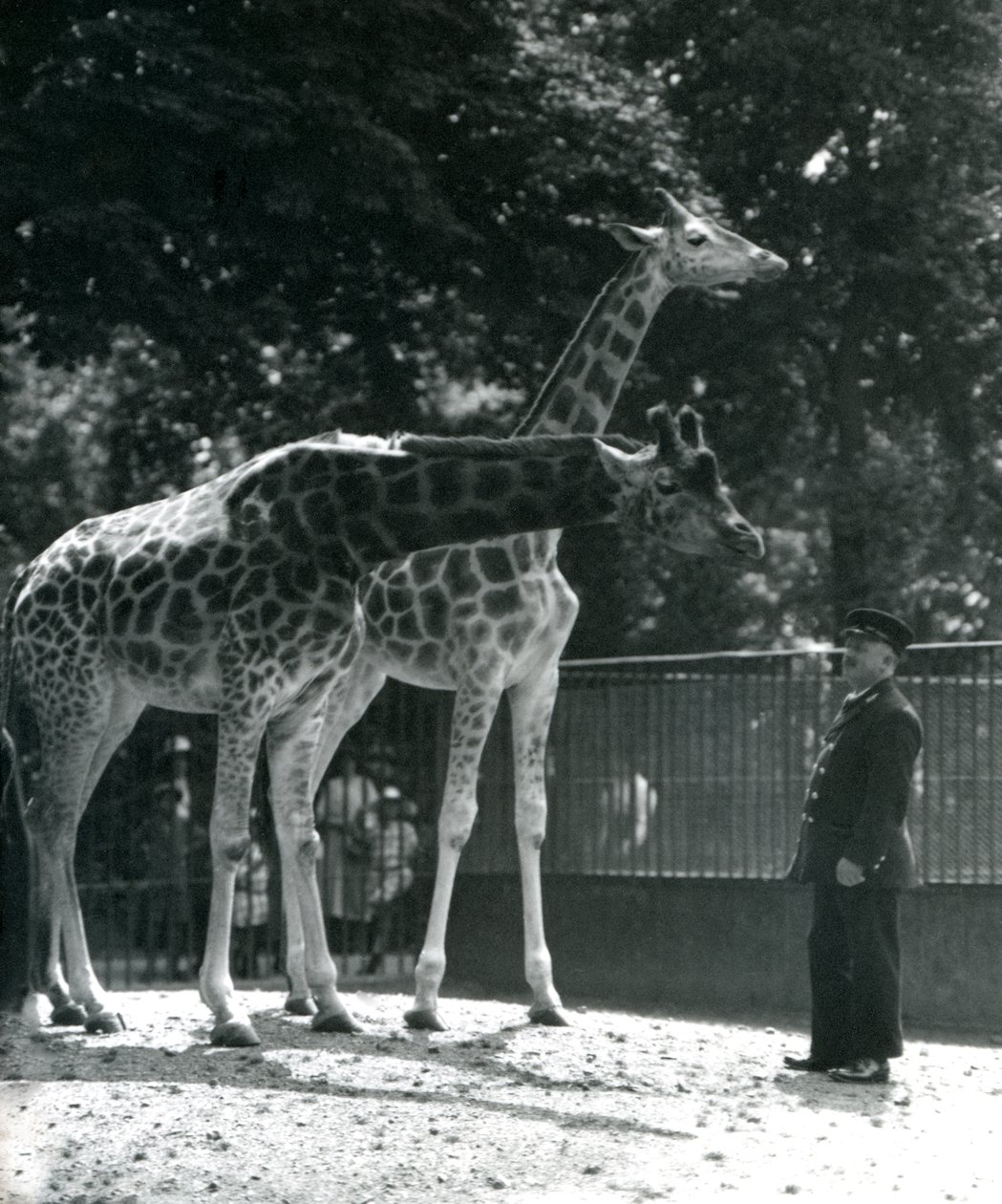 Nőstény zsiráfok, Maud és Maggie, Ernie Professor Bowman állattartóval, Londoni Állatkert, 1924. július alkotó: Frederick William Bond