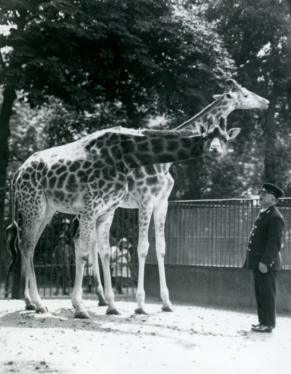 Nőstény zsiráfok, Maud és Maggie, Ernie Professor Bowman állattartóval, Londoni Állatkert, 1924. július alkotó: Frederick William Bond