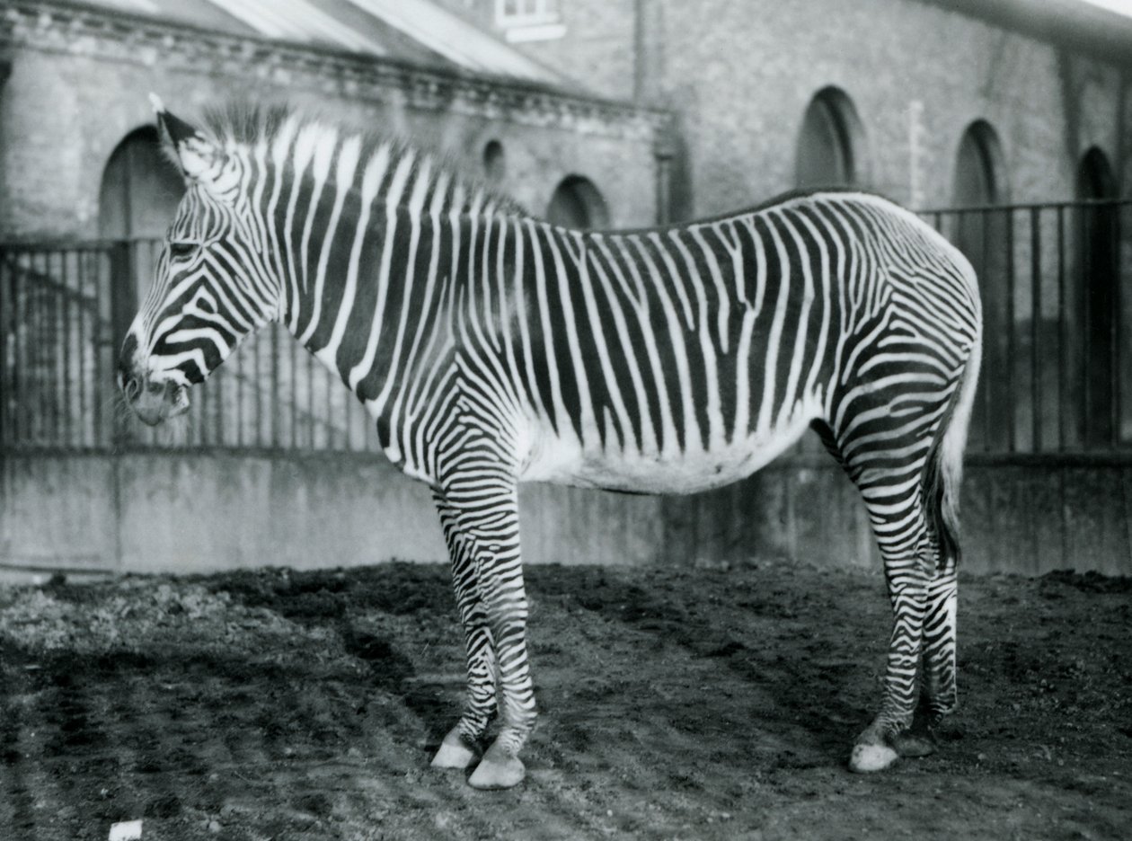Nőstény Grevys Zebra vagy Imperial Zebra, Jennie a karámjában áll a londoni állatkertben, 1927 alkotó: Frederick William Bond