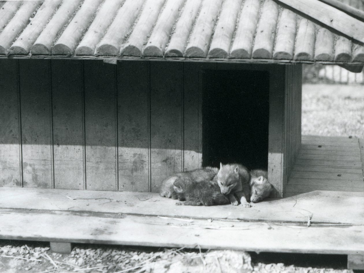 Four Coyote pups resting in the entrance of their den/wooden kennel, London Zoo alkotó: Frederick William Bond