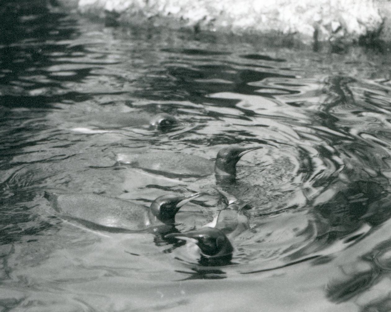 Négy királypingvin úszik a medencéjükben a londoni állatkertben, 1927 júniusában alkotó: Frederick William Bond