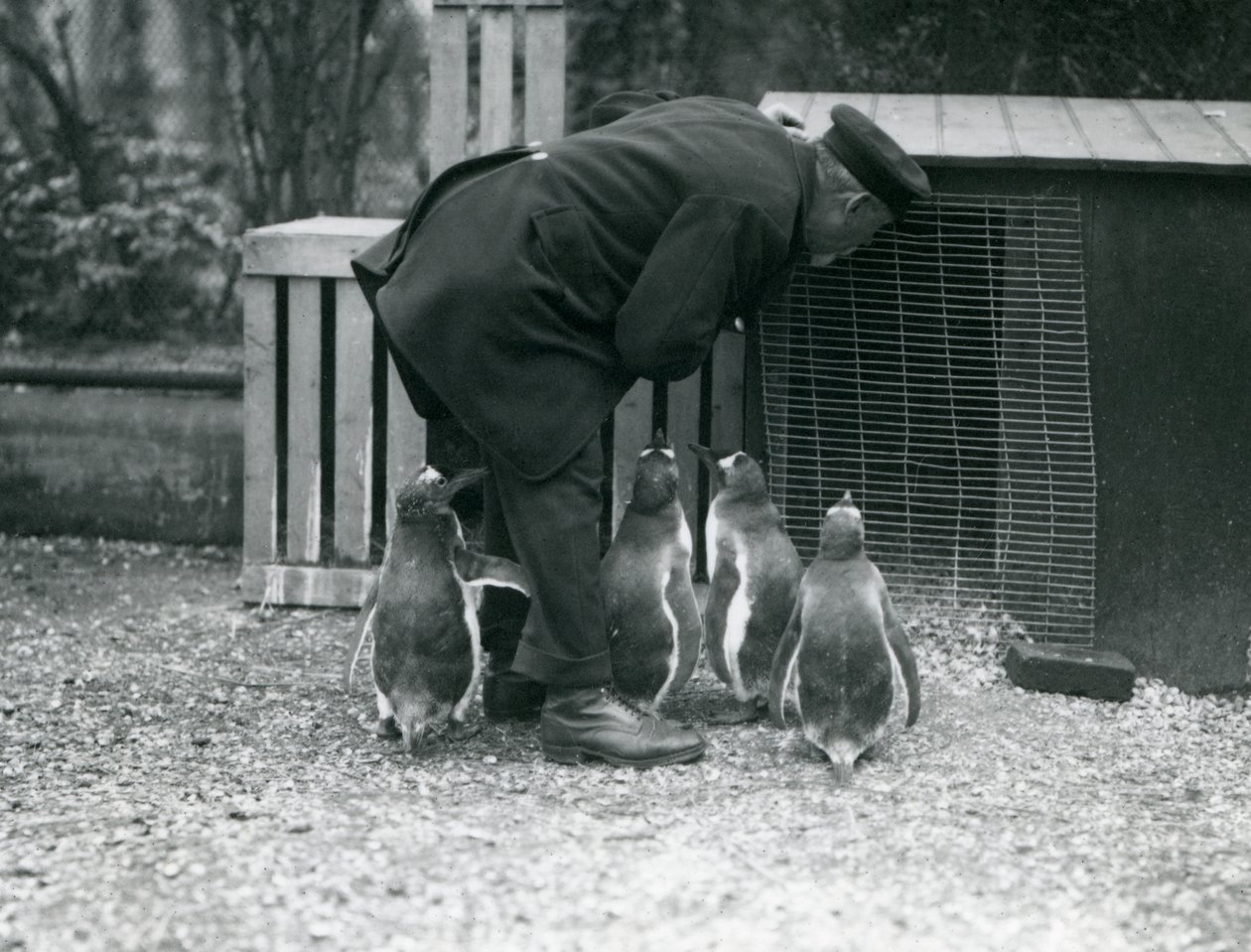 Gentoo pingvinek Albert White állattartóval, Londoni Állatkert, 1914 körül alkotó: Frederick William Bond