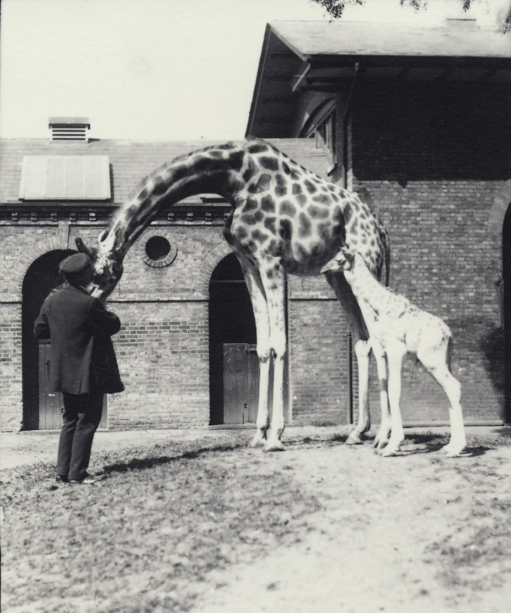 Zsiráf 3 napos babával és állattartóval a Londoni Állatkertben, 1914 alkotó: Frederick William Bond