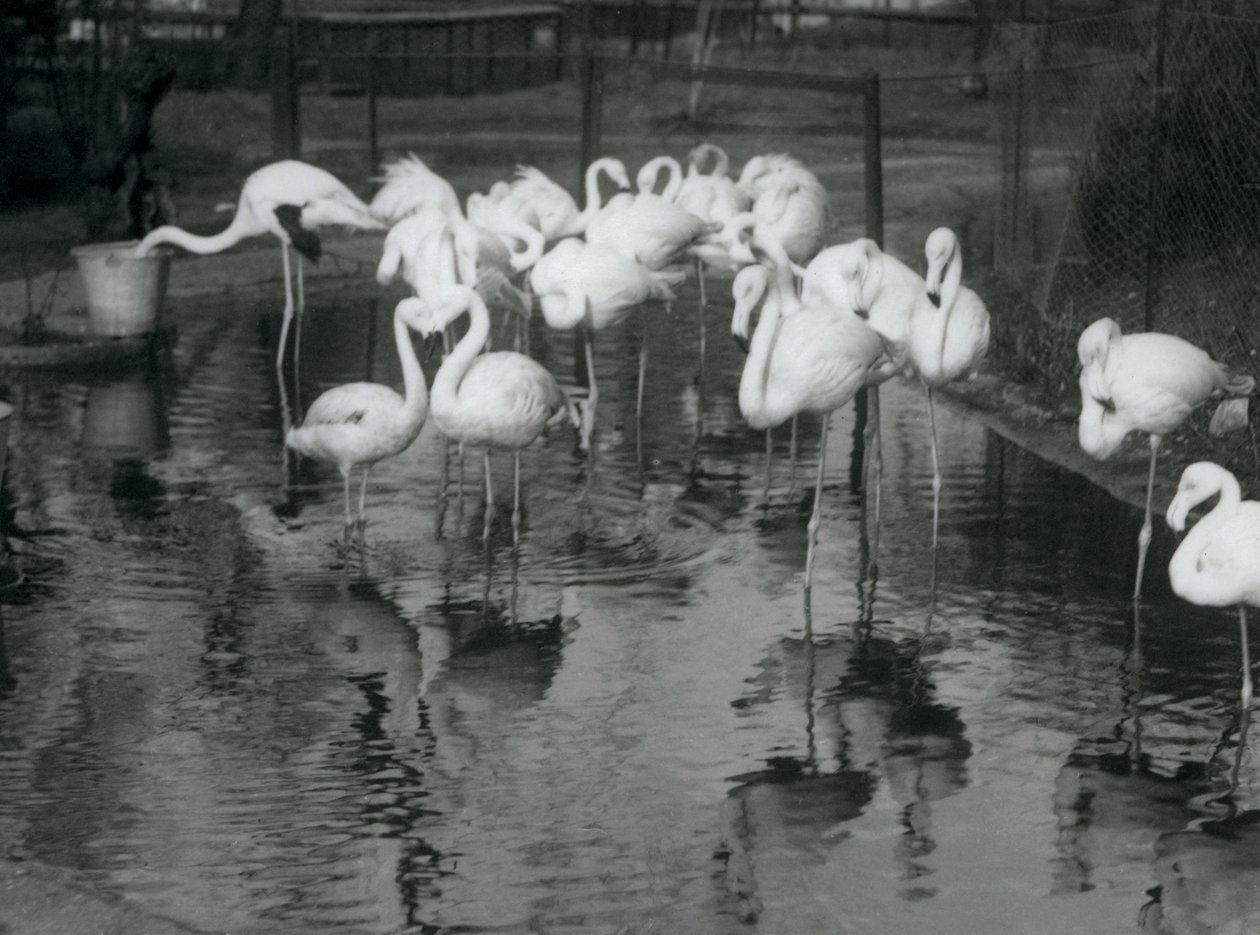 Nagy flamingók a tavajukon a londoni állatkertben, 1926 alkotó: Frederick William Bond