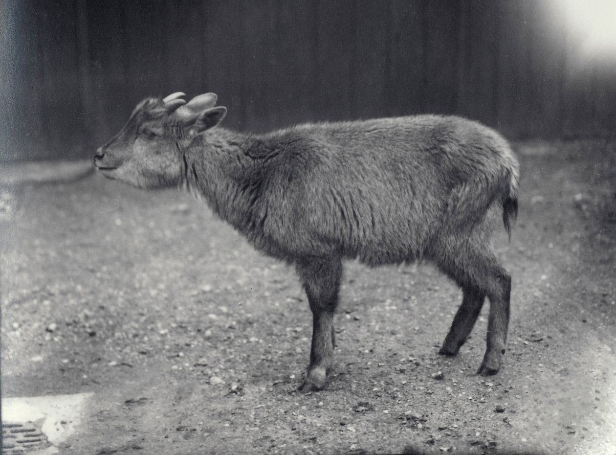 Himalájai gorál a londoni állatkertben, 1914. alkotó: Frederick William Bond