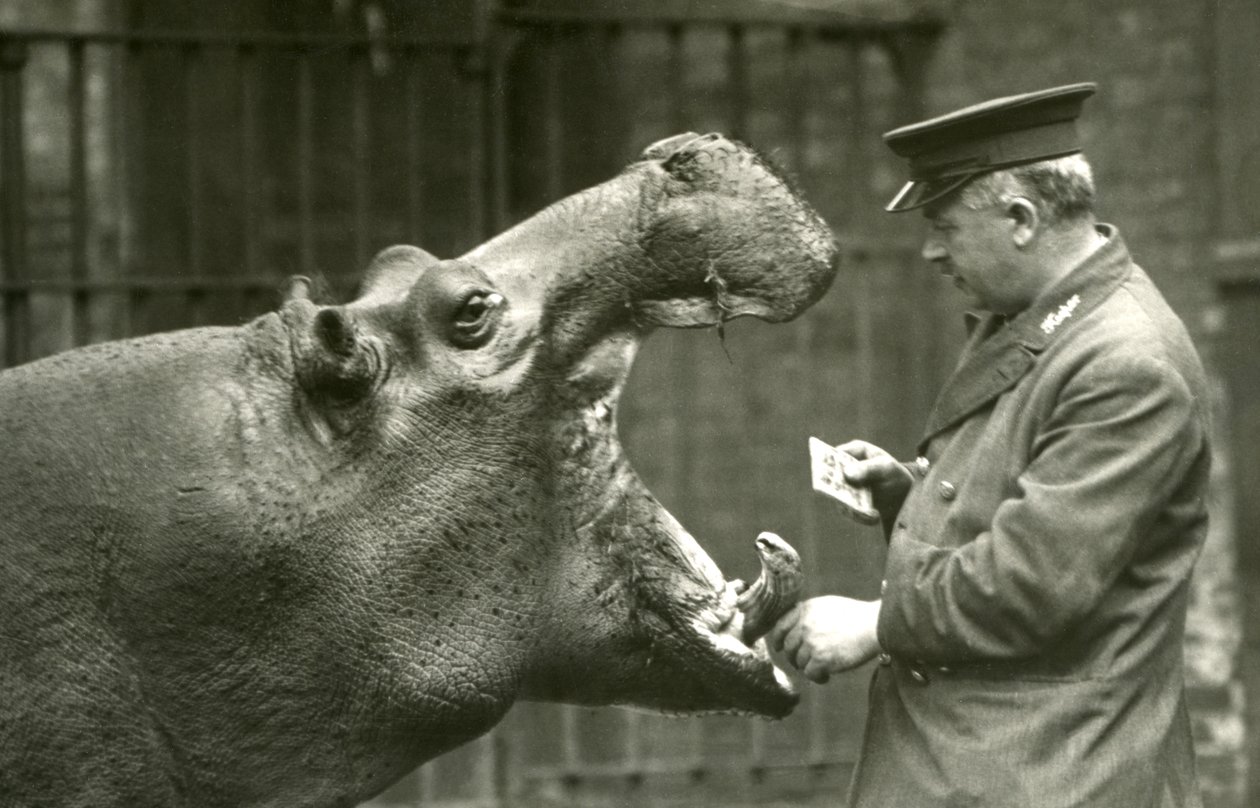 Víziló Bobbie Ernie Bowman állattartóval, Londoni Állatkert, 1927 alkotó: Frederick William Bond