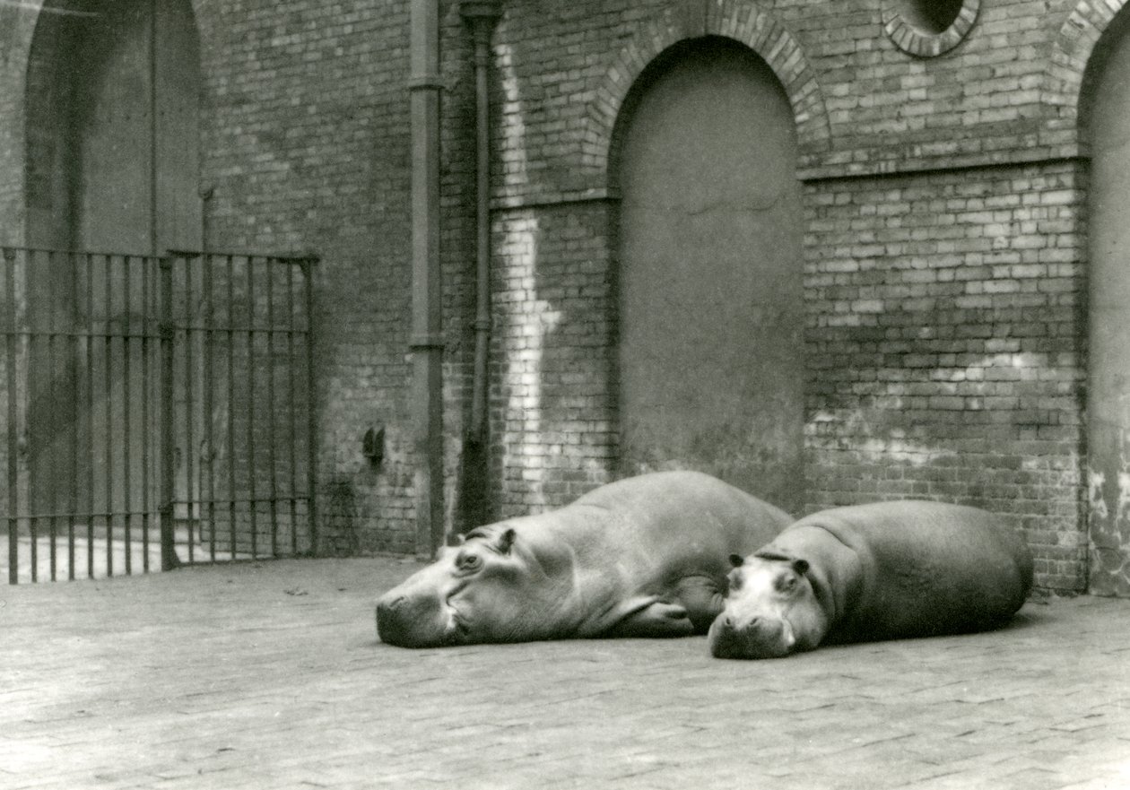 Bobbie és Joan vízilovak a londoni állatkertben, 1923. július (bw fotó) alkotó: Frederick William Bond