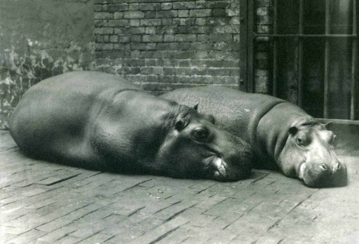 Bobbie és Joan vízilovak fekve a londoni állatkertben, 1923 júliusában (színes fotó) alkotó: Frederick William Bond