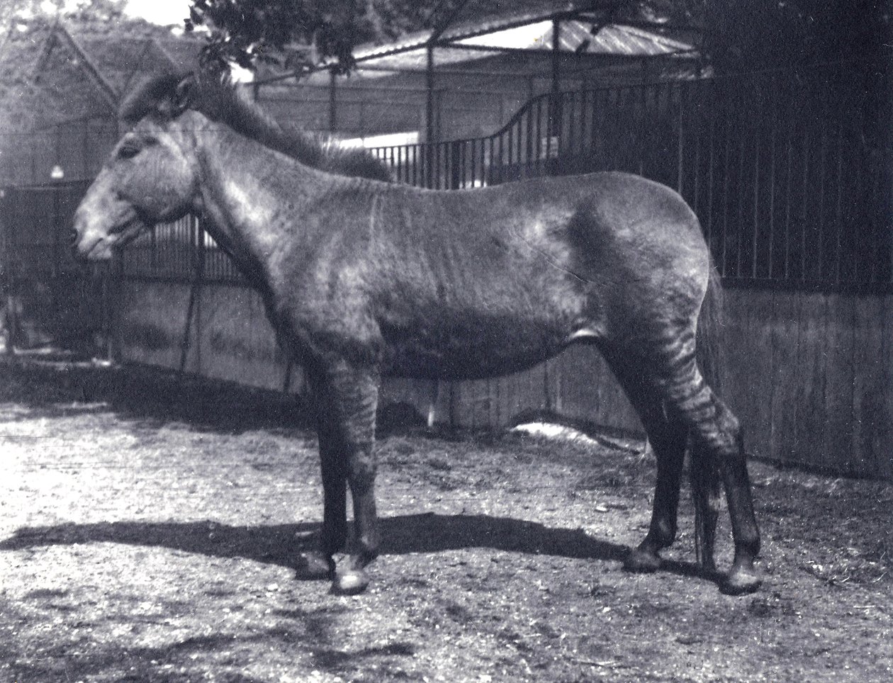 Hibrid zebraló a londoni állatkertben, 1916 júliusában alkotó: Frederick William Bond