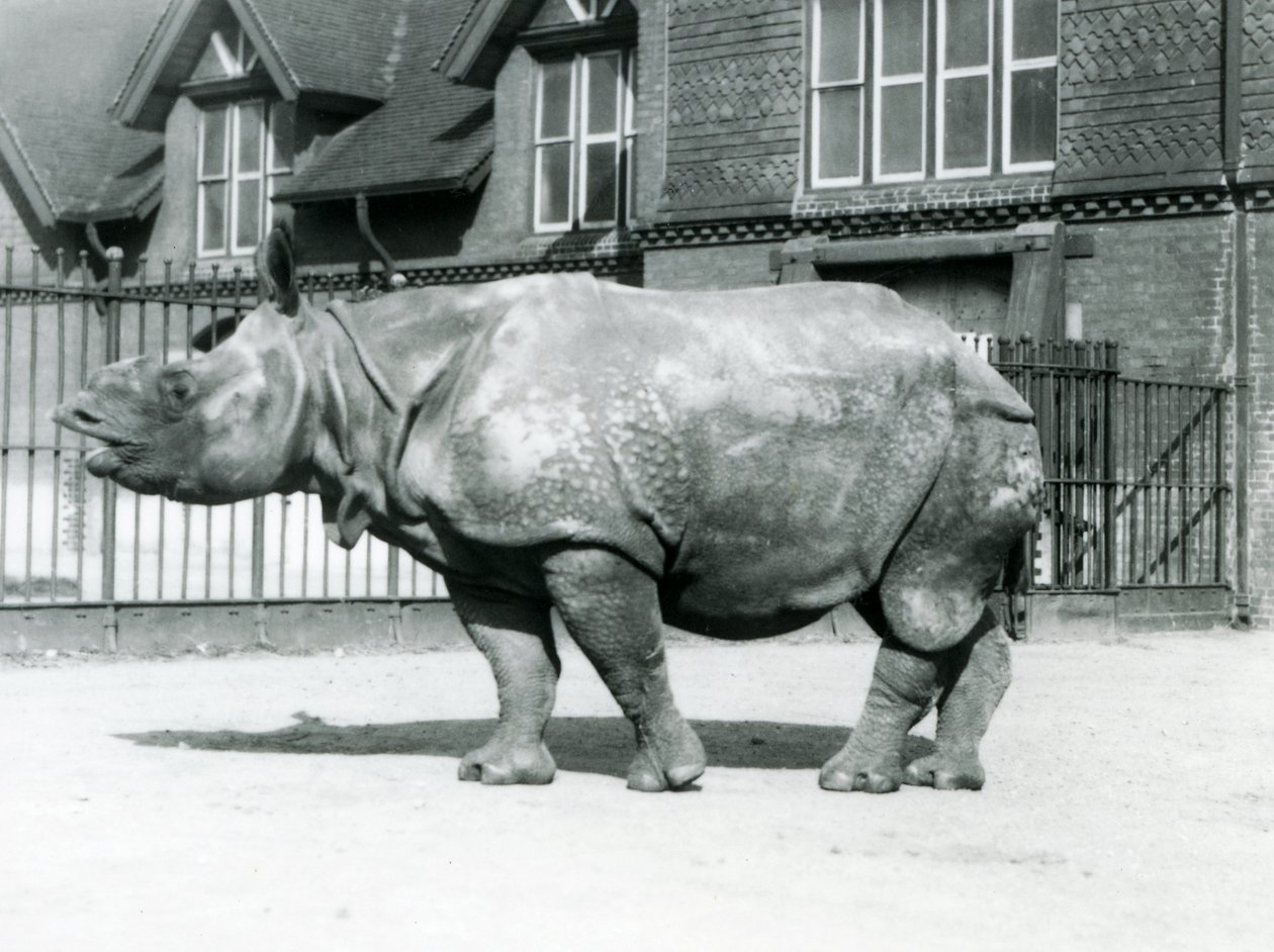 Félix indiai orrszarvú a londoni állatkert karámjában áll, 1927 alkotó: Frederick William Bond