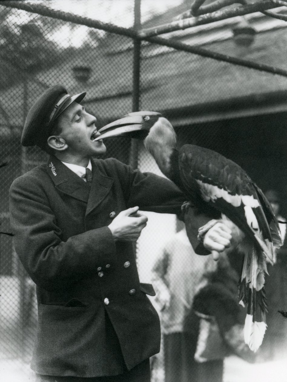 Keeper, T. Raggett egy nagy indián szarvascsőrűt etet a szájában tartott gyümölccsel. Londoni Állatkert 1924 alkotó: Frederick William Bond
