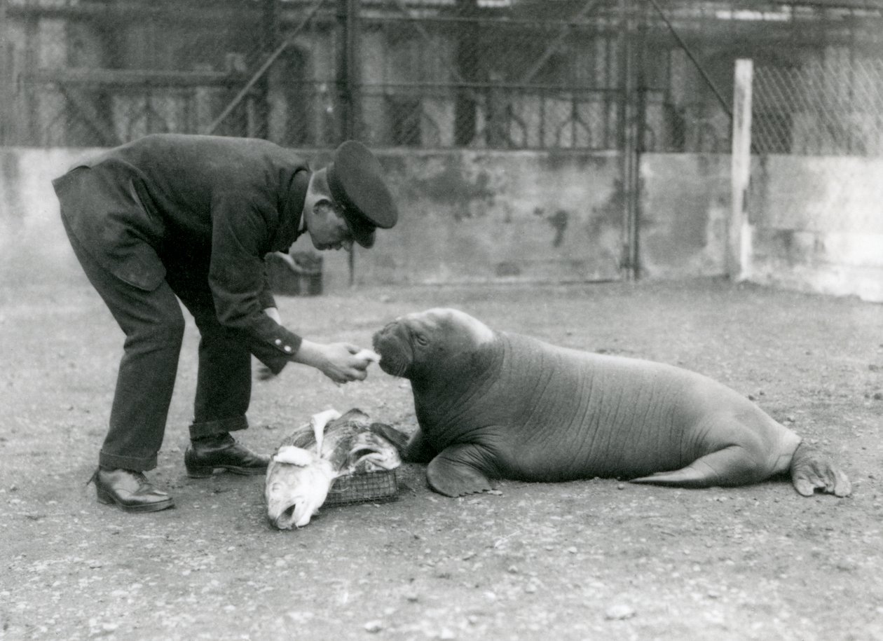 Keeper, Arthur Chandler, halakat etet egy fiatal rozmárral, Londoni Állatkertben, 1924 alkotó: Frederick William Bond