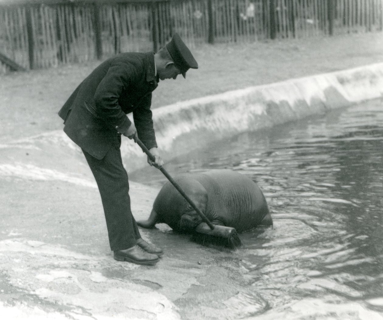 Arthur Chandler gondozó a londoni állatkert Walrus medencéjét söpri, 1924 alkotó: Frederick William Bond