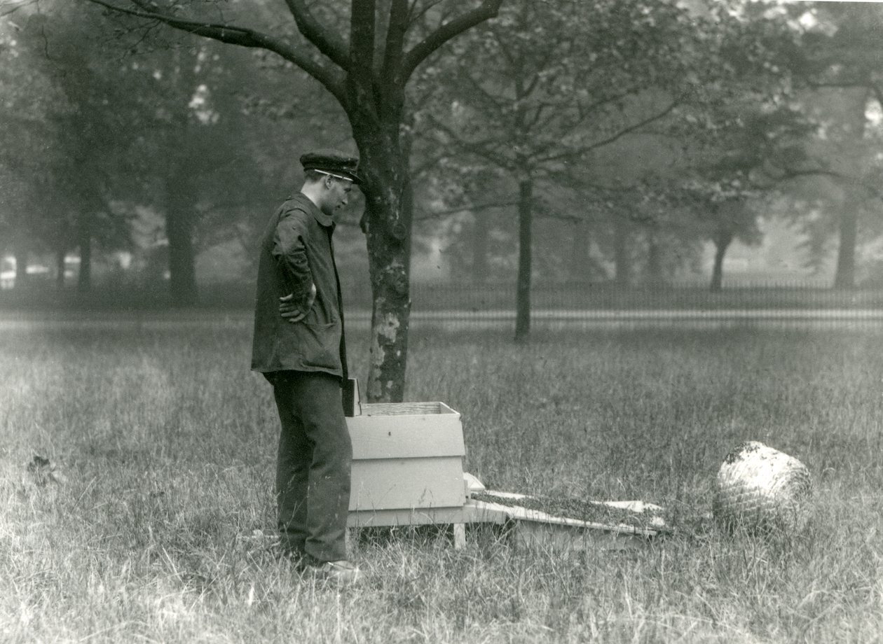 Keeper Brown mézelő méhrajt mozgat, Londoni Állatkert, 1926. július alkotó: Frederick William Bond