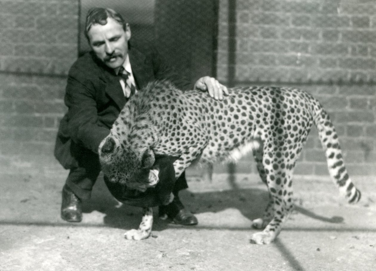 Charles Dixon őrző egy játékos gepárddal a londoni állatkertben, 1922. október alkotó: Frederick William Bond