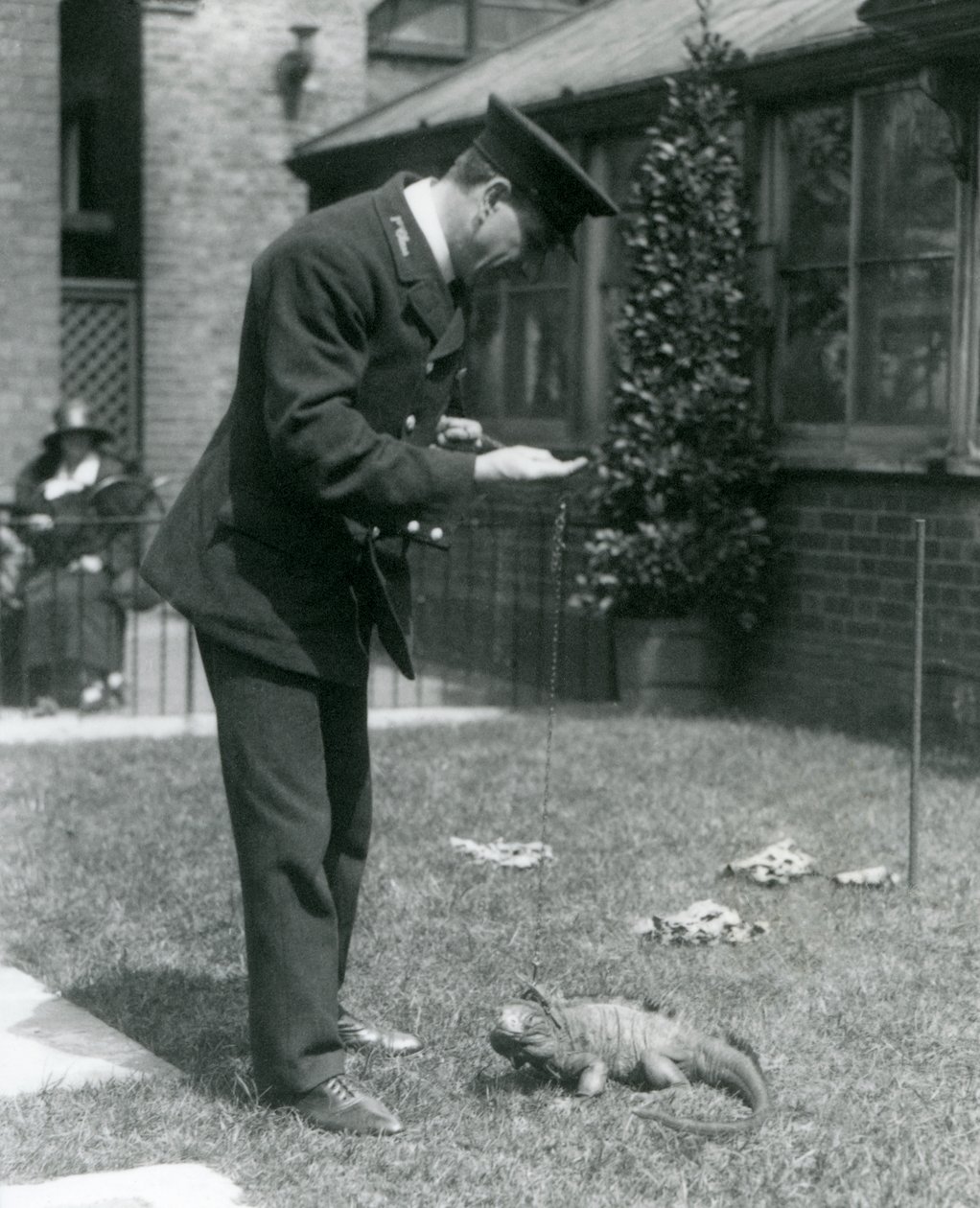 Keeper Collins a londoni állatkert gyepen, egy felhős sziklaiguánával az ólomban, Londoni Állatkert, 1924 alkotó: Frederick William Bond