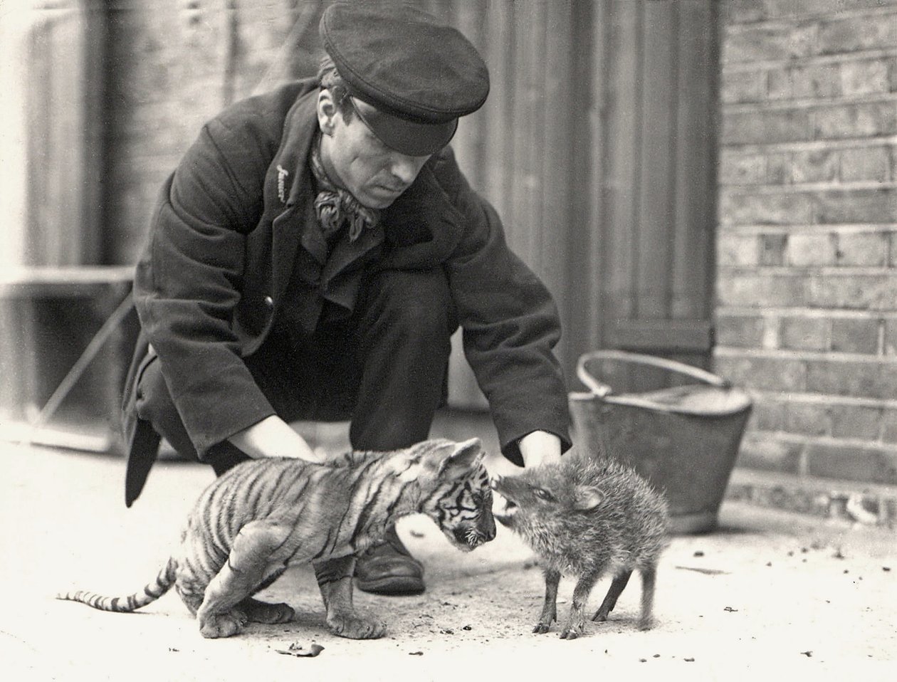 Keeper, H. Warwick, egy tigriskölyökkel és egy pekarival, felvétel a ZSL Londoni Állatkertben, 1914. május alkotó: Frederick William Bond