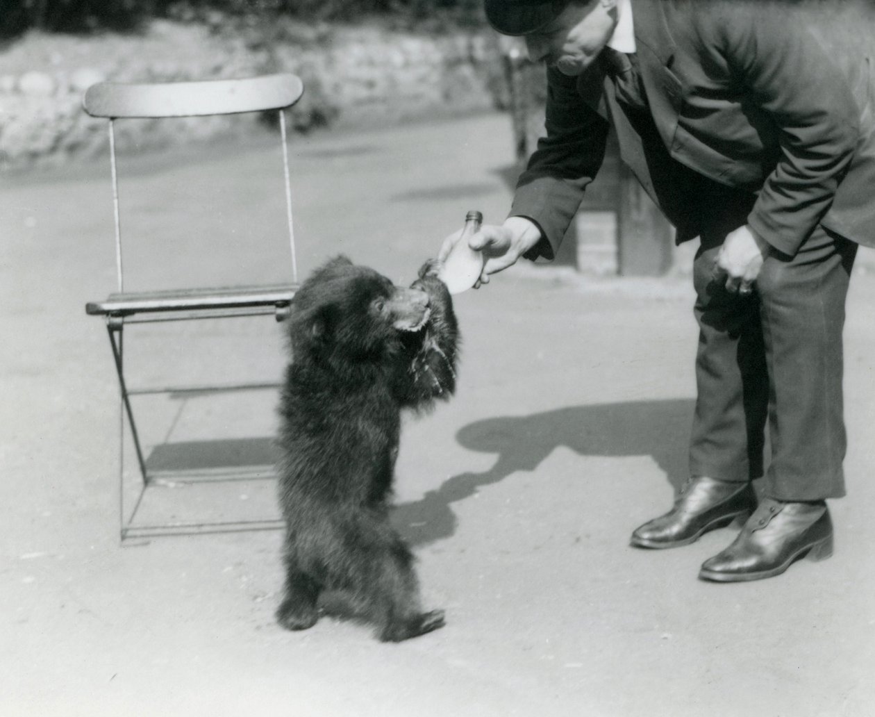 Harry Warwick őrző üveggel eteti a lajhármedve kölyköt a londoni állatkertben, 1921. augusztus alkotó: Frederick William Bond
