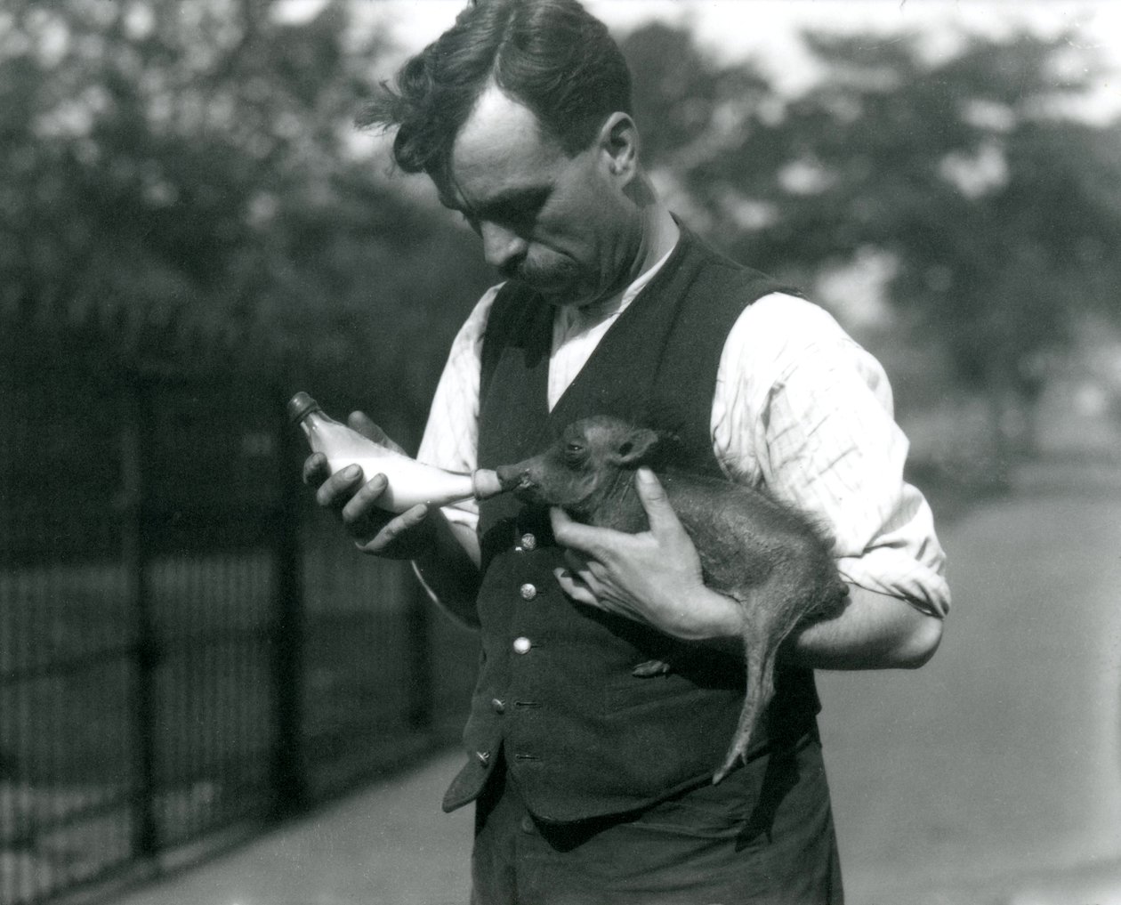 Harry Warwick őrző üveges Warthog babát etet a londoni állatkertben, 1922 augusztusában alkotó: Frederick William Bond