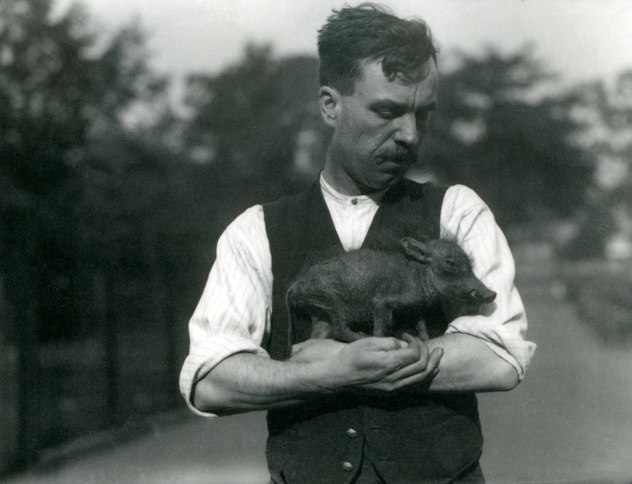 Harry Warwick őrző egy csecsemő varacskosdisznót a karjaiban bölcsel a londoni állatkertben, 1922. augusztus alkotó: Frederick William Bond