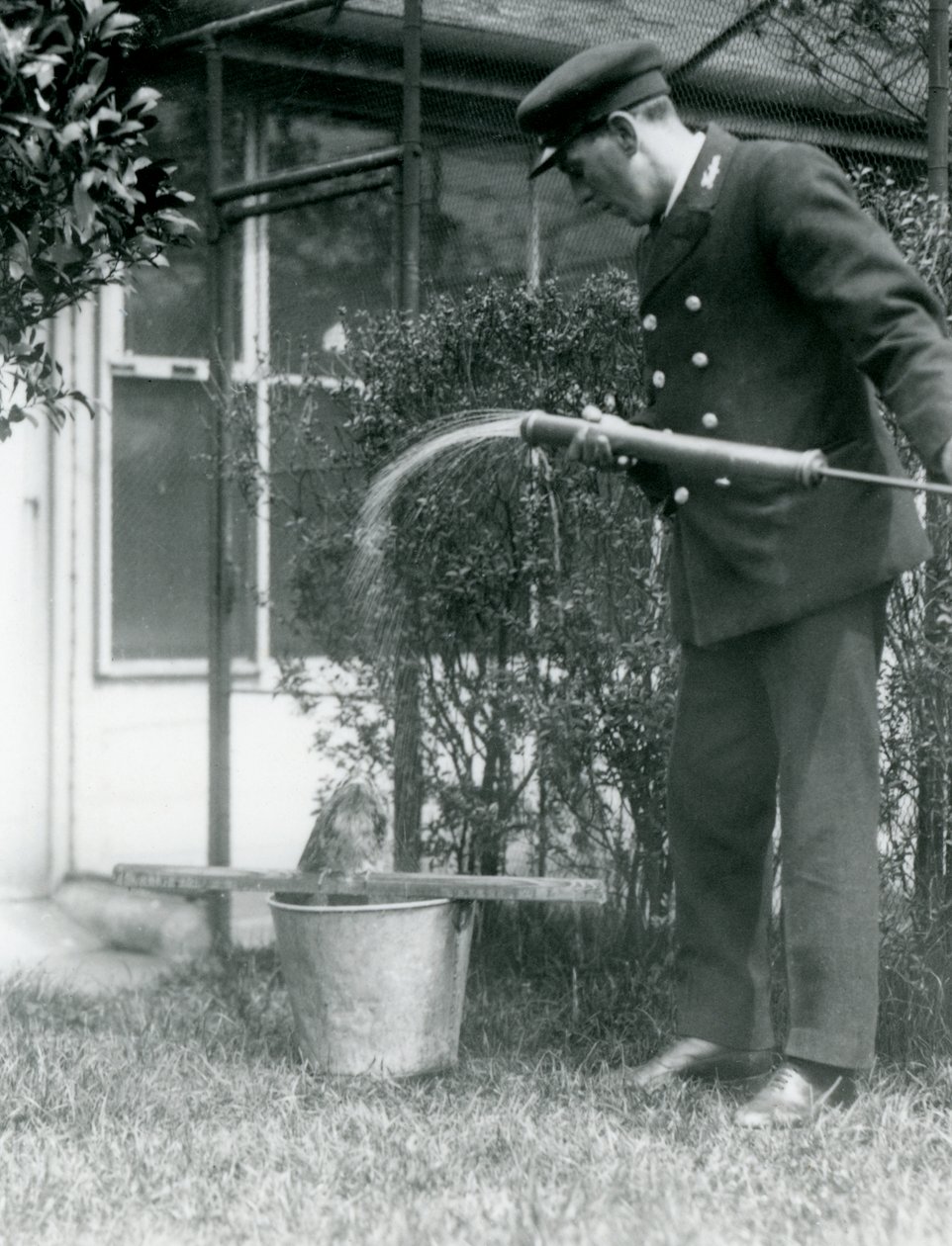 Thomas Raggett őrző, aki egy Tawny Frogmouth-ot zuhanyoz le, Londoni Állatkert, 1924 alkotó: Frederick William Bond