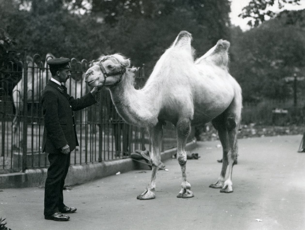 Keeper W. Styles baktriai tevével a londoni állatkertben, 1914. július alkotó: Frederick William Bond